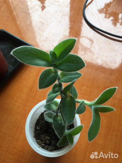 Традесканция пушистая (силламонтана)