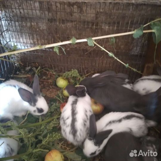 Кролики великан