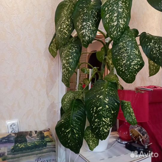 Диффенбахия