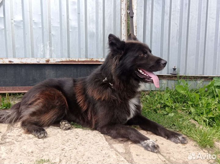 Черная немецкая овчарка длинношерстная метис