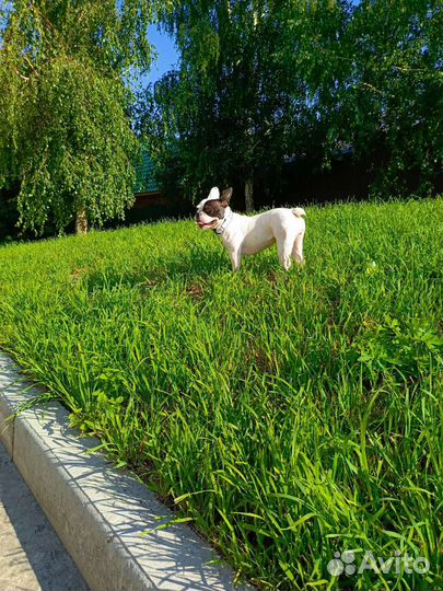 Французский бульдог