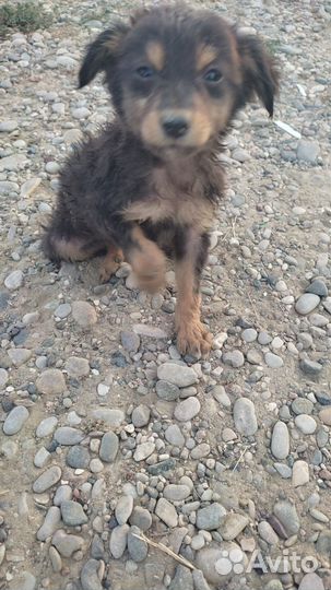 Собака в добрые руки щенок мальчик