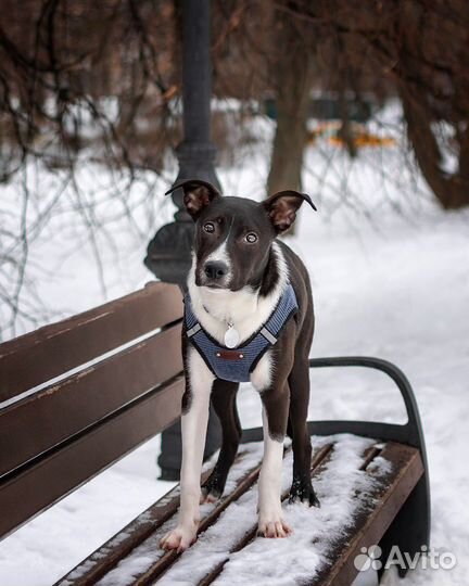 Метис стаффа ищет дом