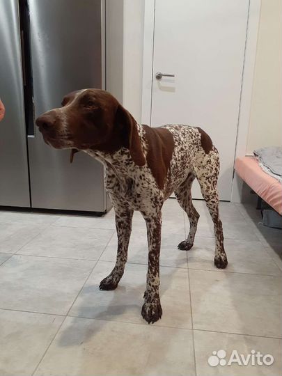 Курцхаар вязка