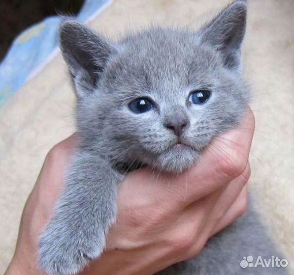 Русская голубая