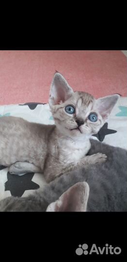 Котята девон-рекс