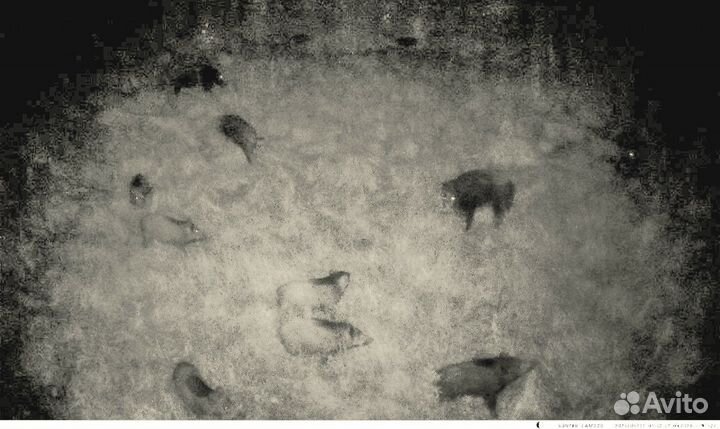 Приглашаю на охоту 100 км от Москвы