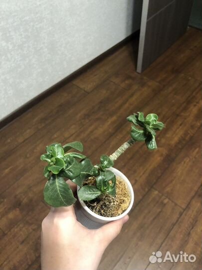 Адениум комнатный