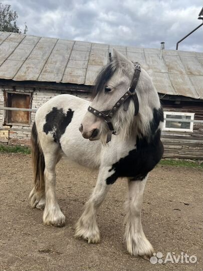 Лошадь тинкер