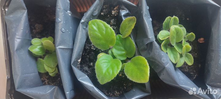 Фиалки-детки