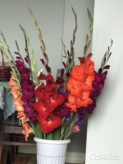 Гладиолусы луковицы