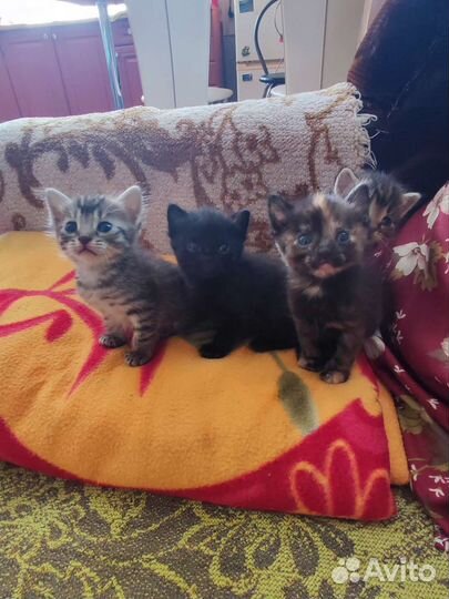 Кошки и коты