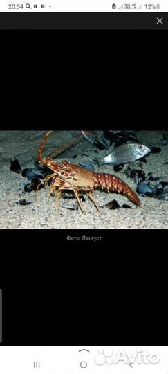 Лангусты