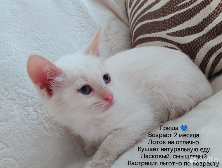 Котята