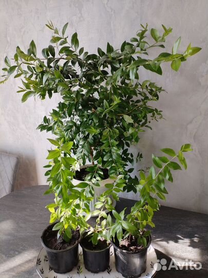 Миртовое дерево