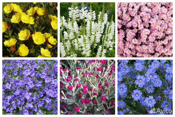 Многолетние цветы