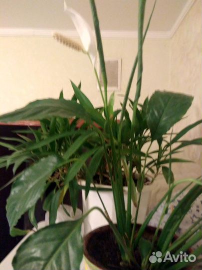 Женское счастье