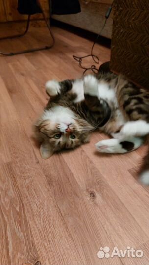 Кот