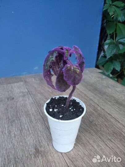 Гинура вариегатная