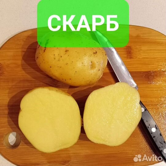 Картошка семенная сверхурожайные сорта