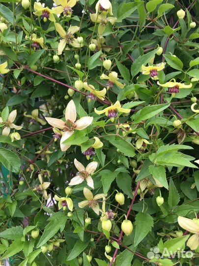 Клематис Тангутский Анита