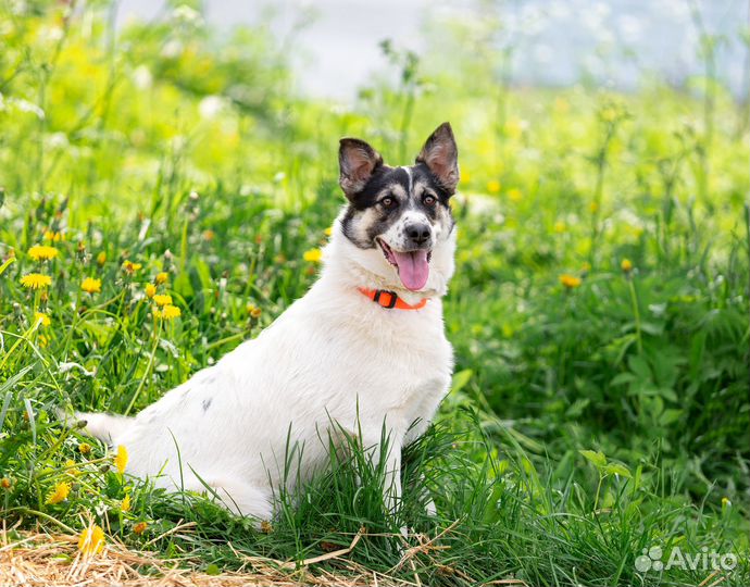 Роскошная девочка Долли в добрые руки