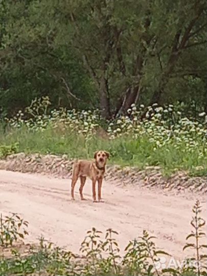 Найдена русская гончая