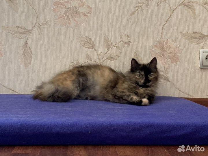 Отдаю подростка кошечку Соню в дар