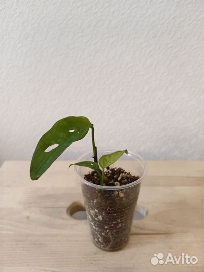 Монстера манки маска