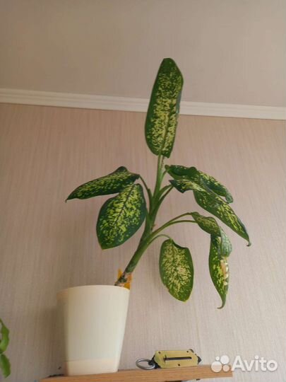 Диффенбахия