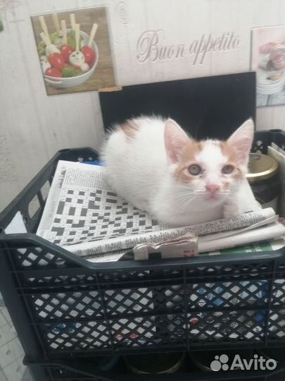 Красавчики- котята