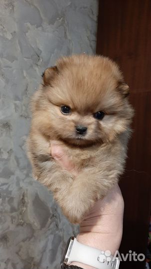 Померанский шпиц
