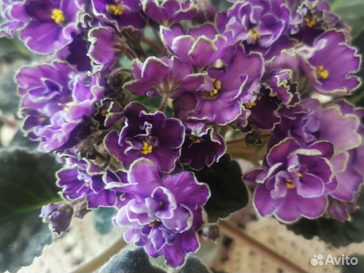 Сортовые фиалки