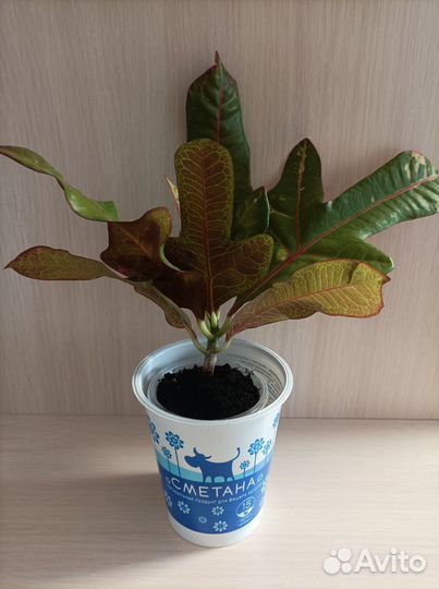 Кодиеум кротон