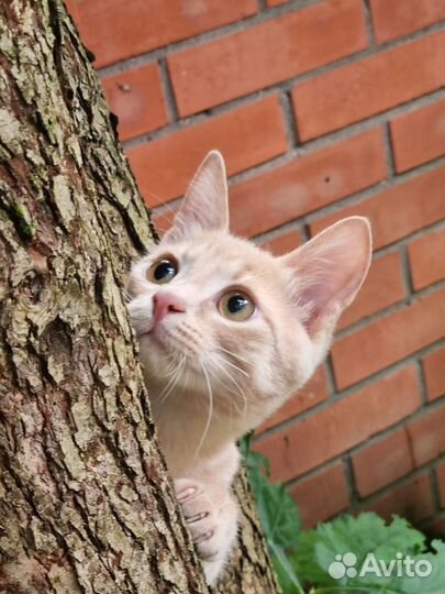 Котенок Пудровый рыжуля Темочка ищет семью