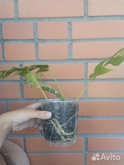 Рафидофора тетрасперма