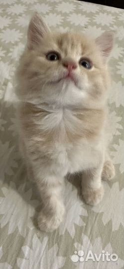 Кошки шотландцы