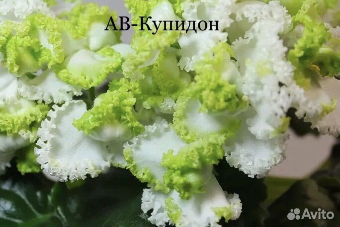 Срез свежих черенков фиалок