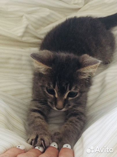 Котенок Серый