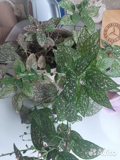 Комнатный цветок