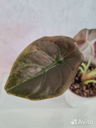 Алоказия ред секрет / медная вар