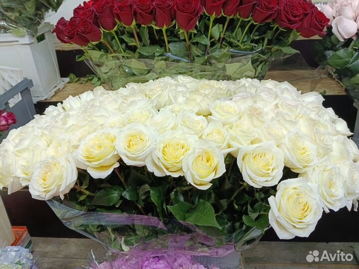 Розы эквадор