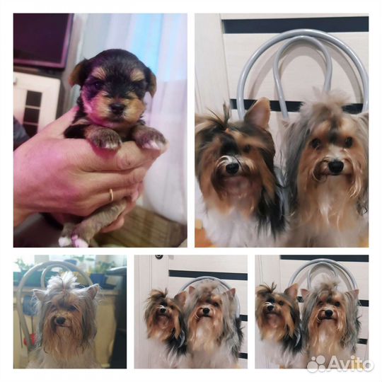 Йоркширский терьер