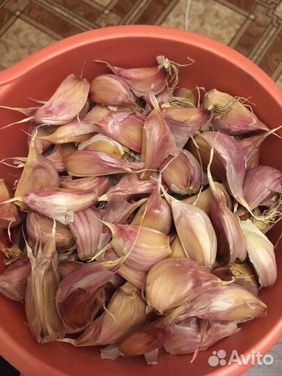 Чеснок Богатырь