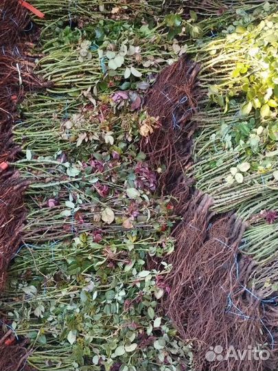 Саженцы Роз