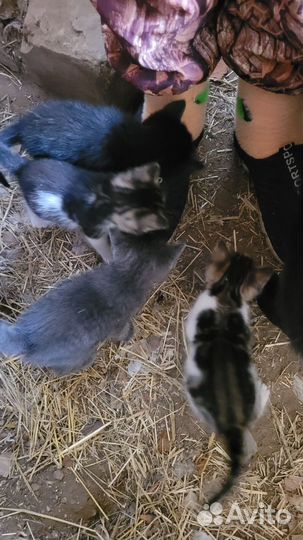 Котята в добрые руки