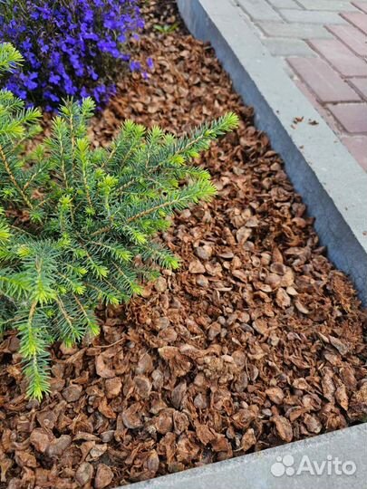 Мульча (отлет кедровых шишек)