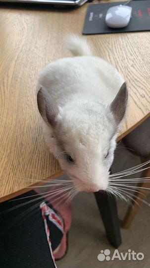 Шиншилла 2 месяца