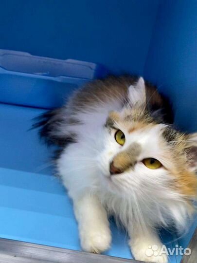 Миниатюрная красота кошечка Мила ищет дом