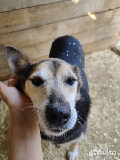 Собака с огромным сердцем никому не нужна